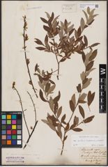 Foto von Salix aurita L. x Salix lapponum L. x Salix repens L.